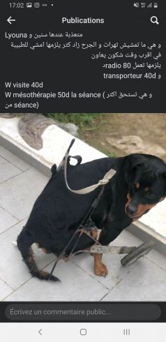 Lyouna chienne paralysée