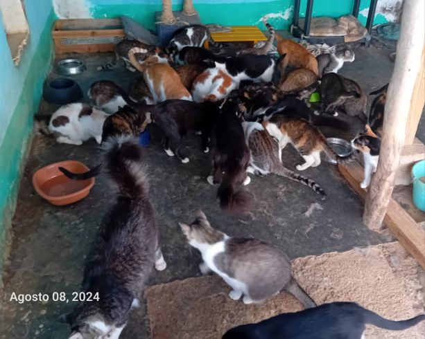 Aide aux animaux de soliman