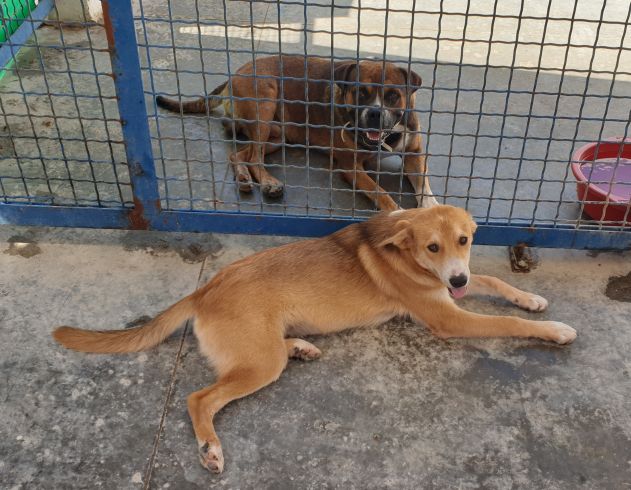 Aide aux animaux du refuge de soliman