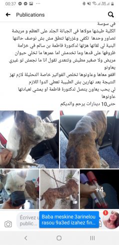 Sauvetage d'une chienne atteinte de leishmaniose utilisée pour les combats et abondonée par ses proprios