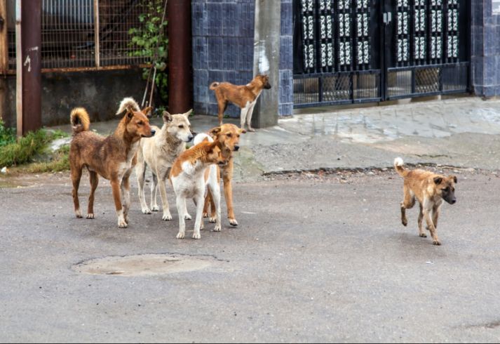 Construire des niches pour les chiens errants