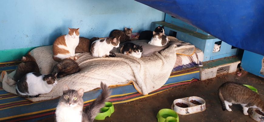 Aide au refuge pour chiens et chats de Soliman