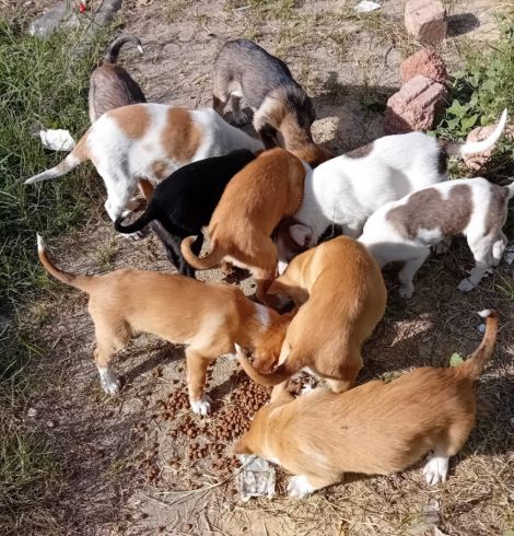 Achat de nourriture pour les animaux de la rue