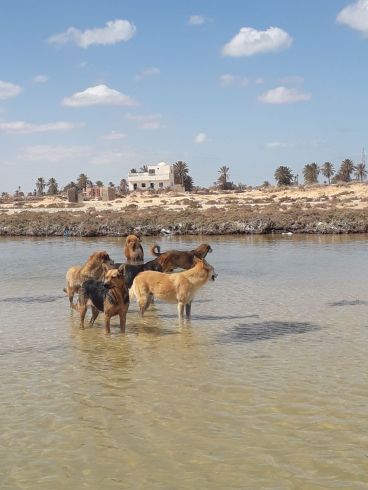 Aidez nous à arrêter l'abattage des chiens errants de djerba