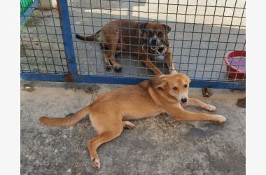 Aide aux animaux du refuge de Soliman