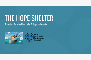 Donate for the Hope shelter