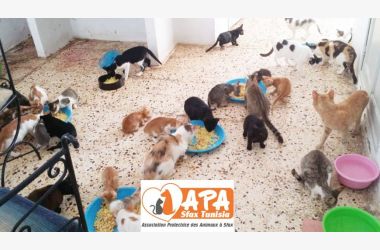 AIDEZ L'ASSOCIATION APA SFAX