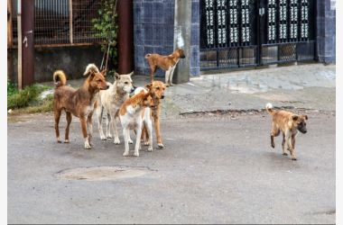 Construire des niches pour les chiens errants