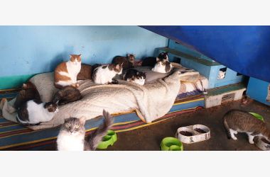 Aide au refuge pour chiens et chats de Soliman