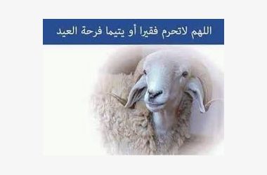 حملة اضاحي العيد