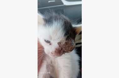 Aide pour les animaux de la rue de Soliman