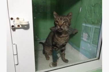 Sauvons le chat Pati